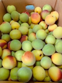 6月21日(金曜日)　和泉倉庫店