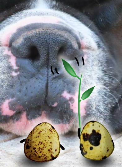 EGG'S CAFE 平成最後?の品位(アッタッケ?)