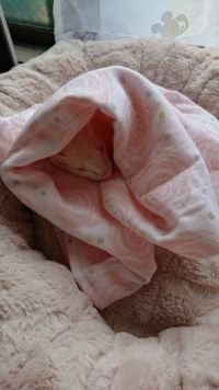 イタグレとスワドル