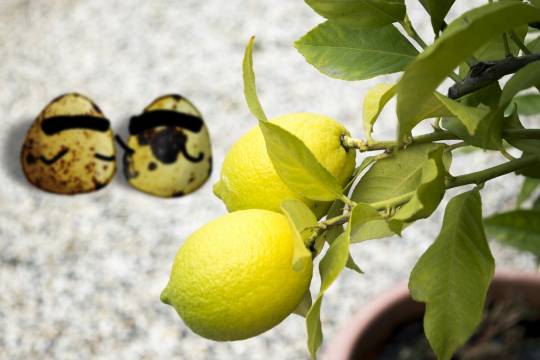 EGG'S CAFE 平成最後?の品位(アッタッケ?)