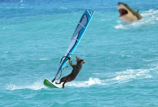 生き物ルーム第11(=^ェ^=)