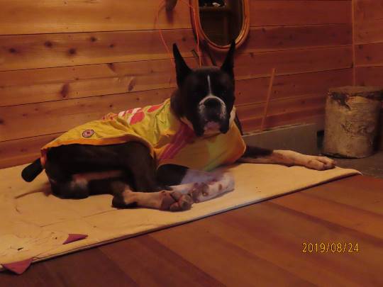 生き物ルーム第12