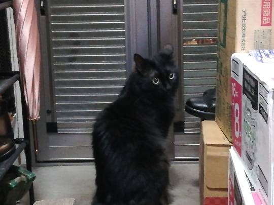 生き物ルーム第12