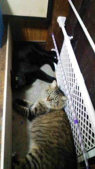 生き物ルーム第12