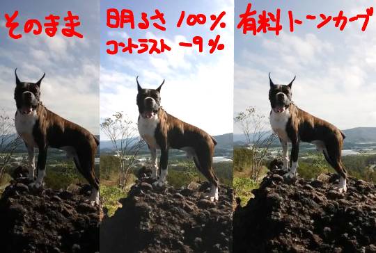 生き物ルーム第12