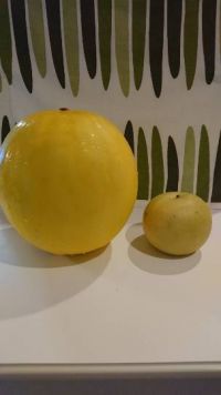 9月13日(金曜日)　広島倉庫店｜電気圧力鍋インスタントポット

取り...