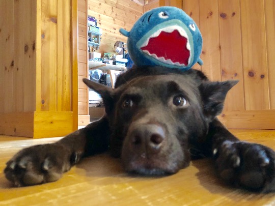 生き物ルーム第12