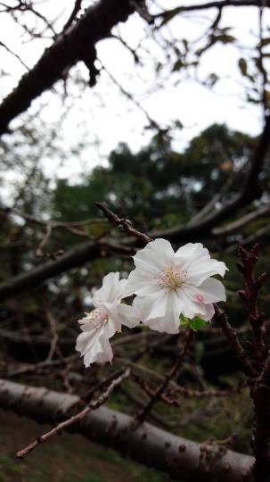 vol.15　愛調(ｵﾁｮ)南関東(ミナカン)連合  暑くなりましたね～♪　