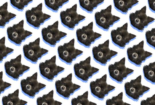 生き物ルーム第12