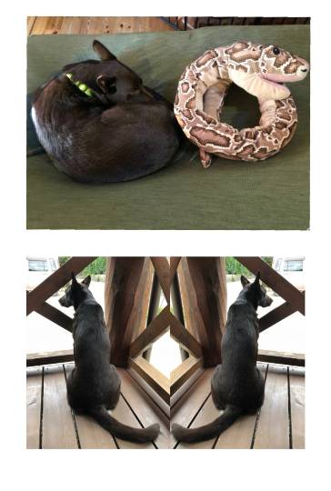 生き物ルーム第13