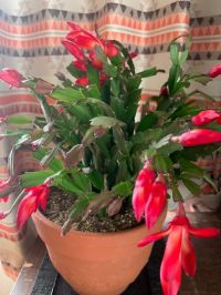 デンマークカクタス(シャコバサボテン)2年目