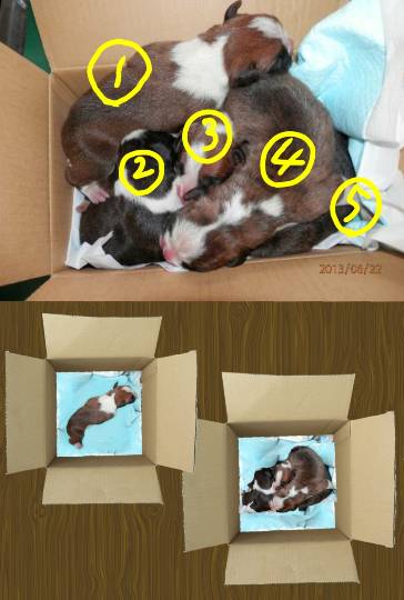 生き物ルーム第13