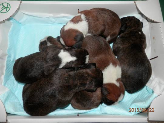 生き物ルーム第13