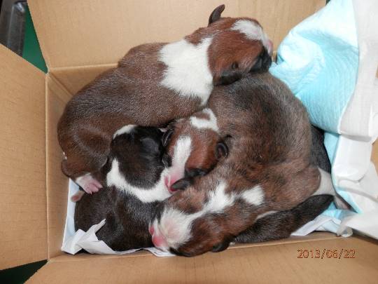 生き物ルーム第13