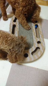 にゃんころびーサークルメガ