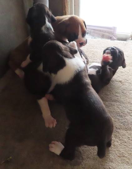 生き物ルーム第13