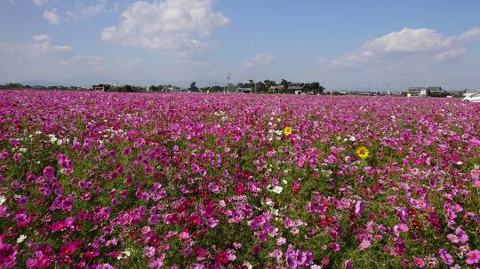 11月1日(金曜日)　岐阜羽島倉庫店｜スマートキッズベルトは入荷されているかわ...