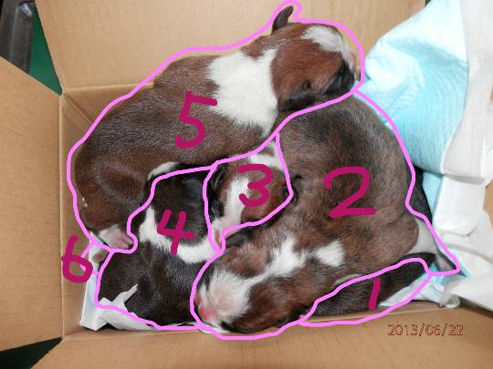 生き物ルーム第13