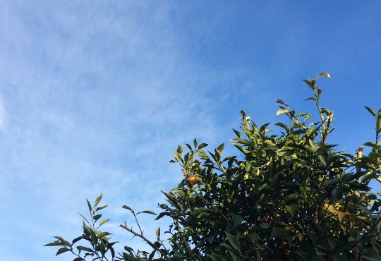 EGG'S CAFE支店『Wellness』3号店　健康・体調・ダイエット・更年・介護...