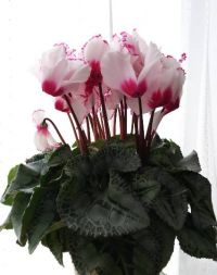 シクラメン ６号鉢