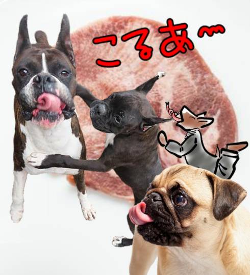 生き物ルーム第14