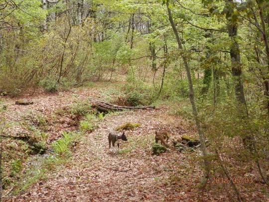 EGG'S CAFE 俺達かわいいコストコ通の寄生卵