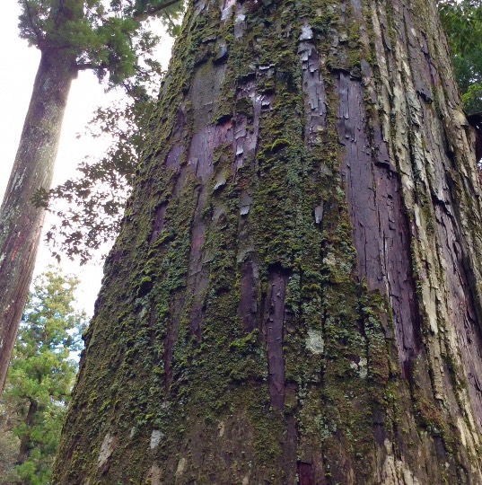 EGG'S CAFE支店『Wellness』3号店　健康・体調・ダイエット・更年・介護...