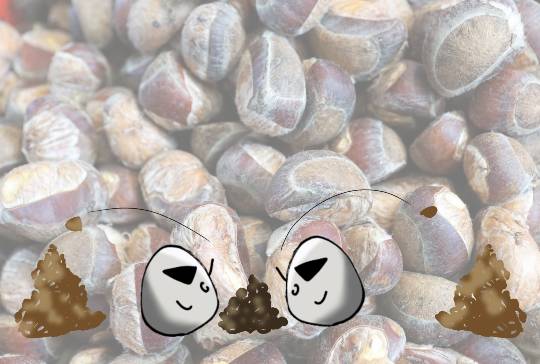 EGG'S CAFE 俺達かわいいコストコ通の寄生卵