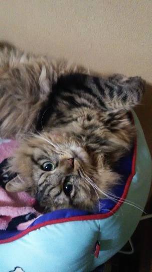 EGG'S CAFE 俺達かわいいコストコ通の寄生卵