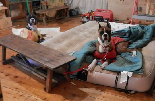 EGG'S CAFE 俺達かわいいコストコ通の寄生卵