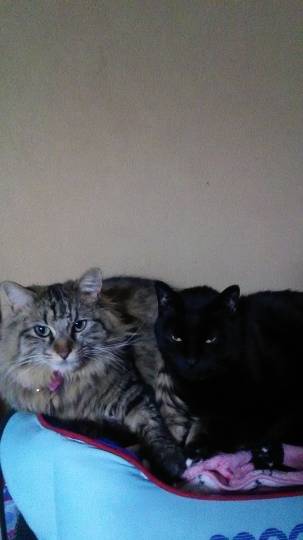 EGG&#039;S CAFE支店『Wellness』4号店　健康・体調・ダイエット・更年・介護...