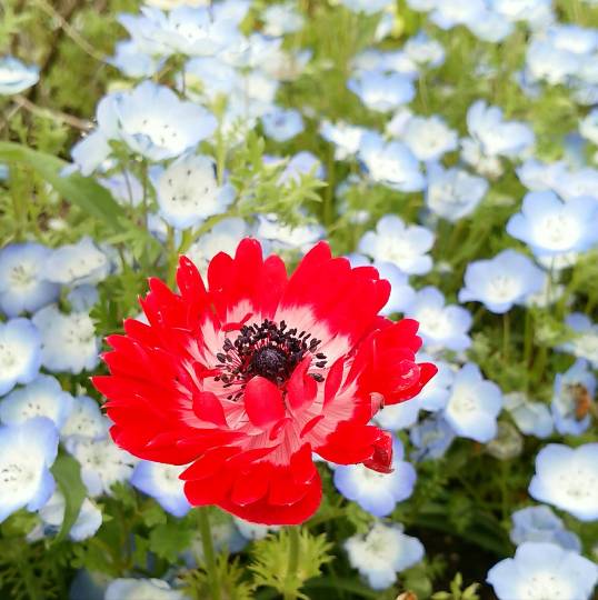 愛を込めてエアー花を、○○に～♪