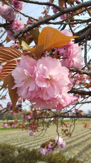 愛を込めてエアー花を、○○に～♪