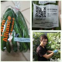 きゅうり 8本310円 #580650