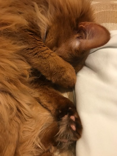 つぶやきトピ53  果てしなくお喋りは続く