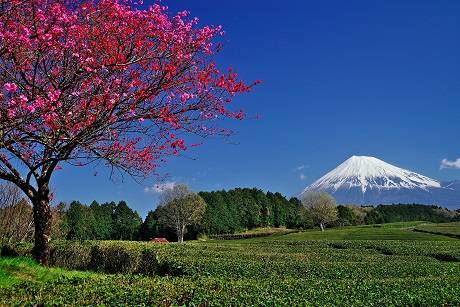 愛を込めてエアー花を、○○に～♪