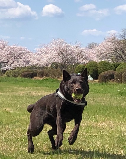 つぶやきトピ53  果てしなくお喋りは続く