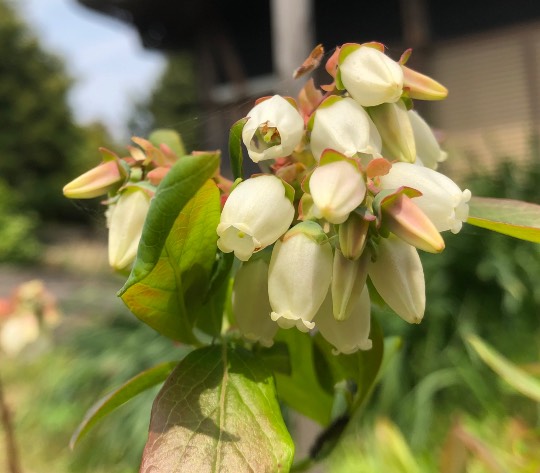 愛を込めてエアー花を、○○に～♪