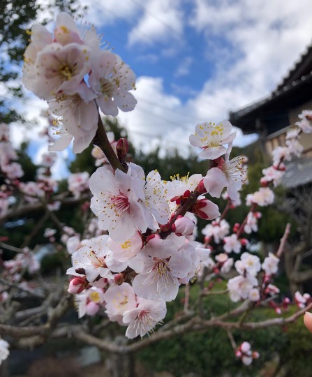 愛を込めてエアー花を、○○に～♪