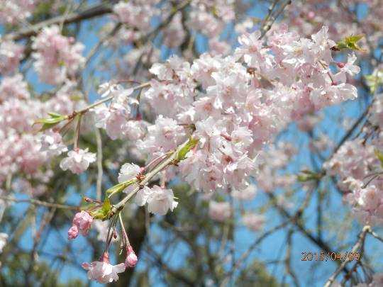 愛を込めてエアー花を、○○に～♪