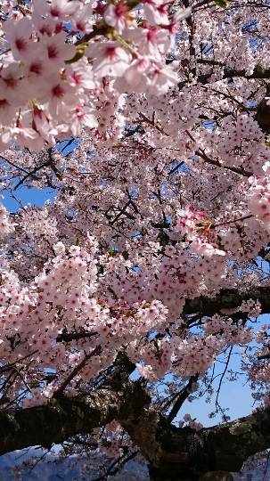 愛を込めてエアー花を、○○に～♪