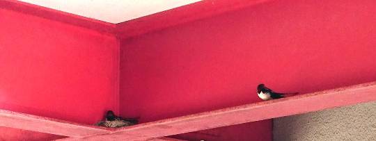 つぶやき　その54 　妄想は空を翔る