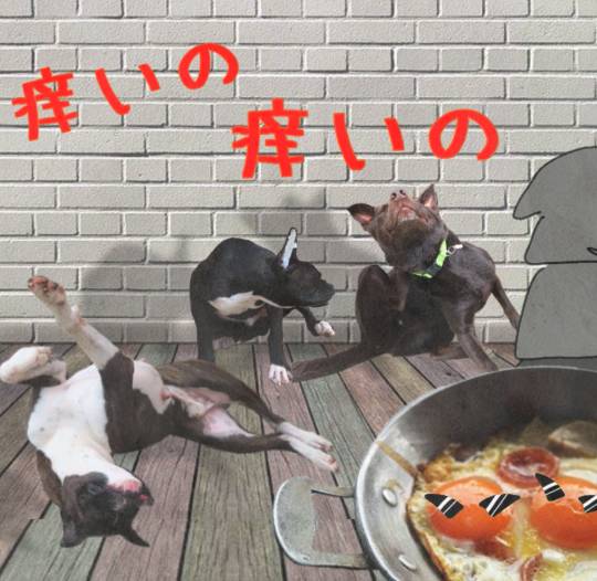 生き物ルーム第16