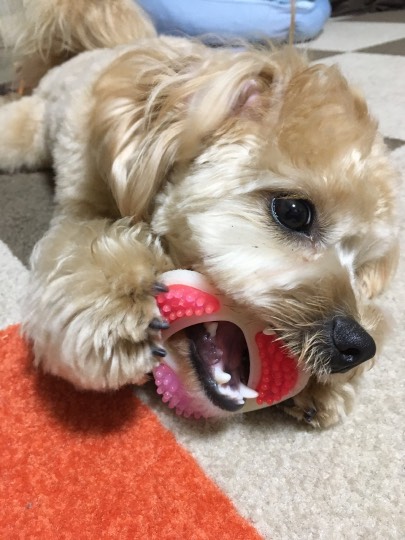 生き物ルーム第16