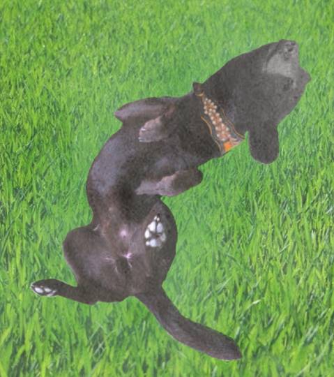 生き物ルーム第16