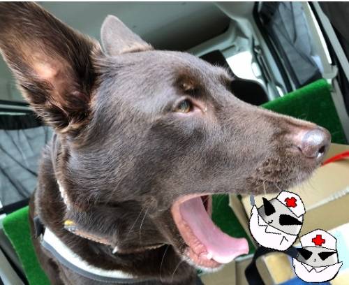 生き物ルーム第17