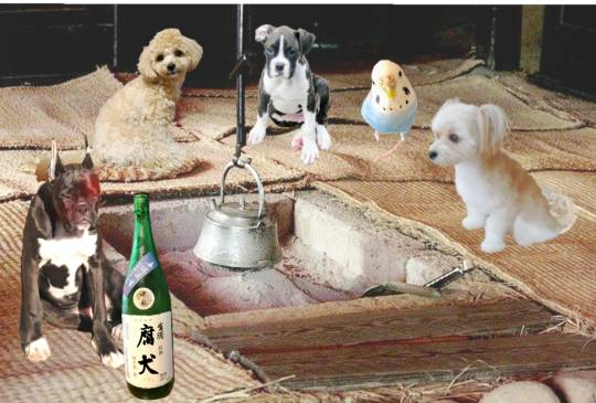 生き物ルーム第17