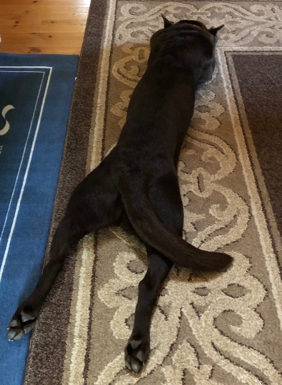 生き物ルーム第18