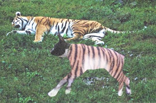 生き物ルーム第17