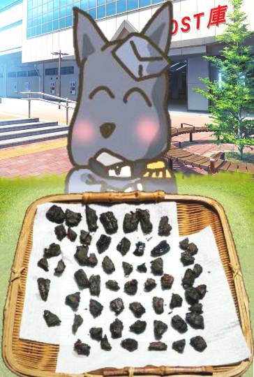 生き物ルーム第17